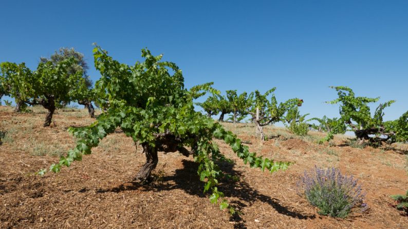 Ridge Vineyard - 60 Jahre alte Reben