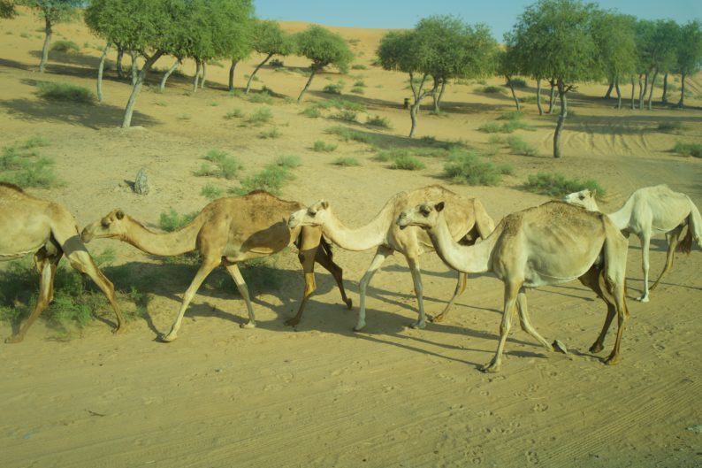 Al Wadi Dessert (1)