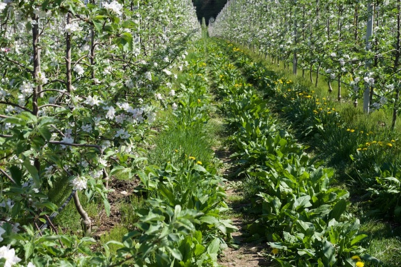 Apfelblüte mit Kräutern