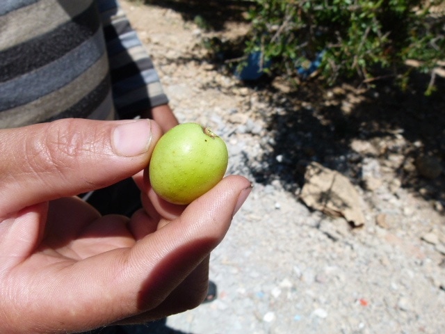 Arganfrucht Mitte Mai