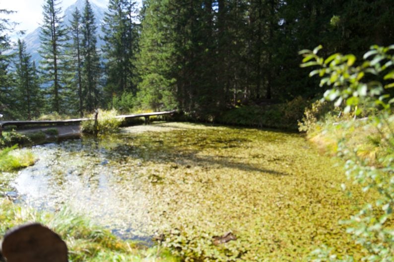 Bei Oberlech - Libellensee