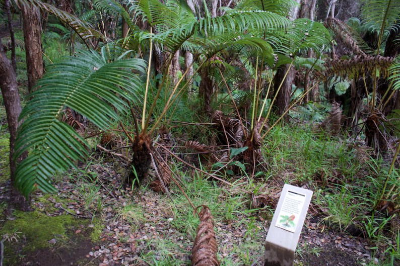 Big Island - Hawaii Volcanoes NP - Pflanzenlehrpfad