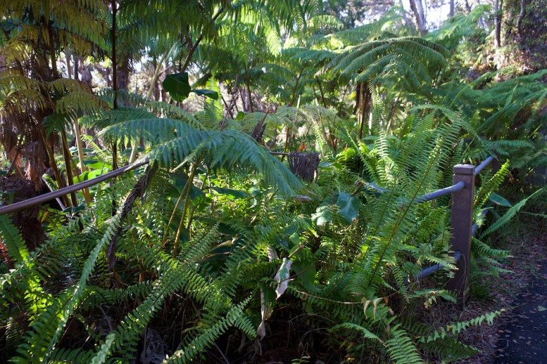 Big Island - Hawaii Volcanoes NP - Regenwald