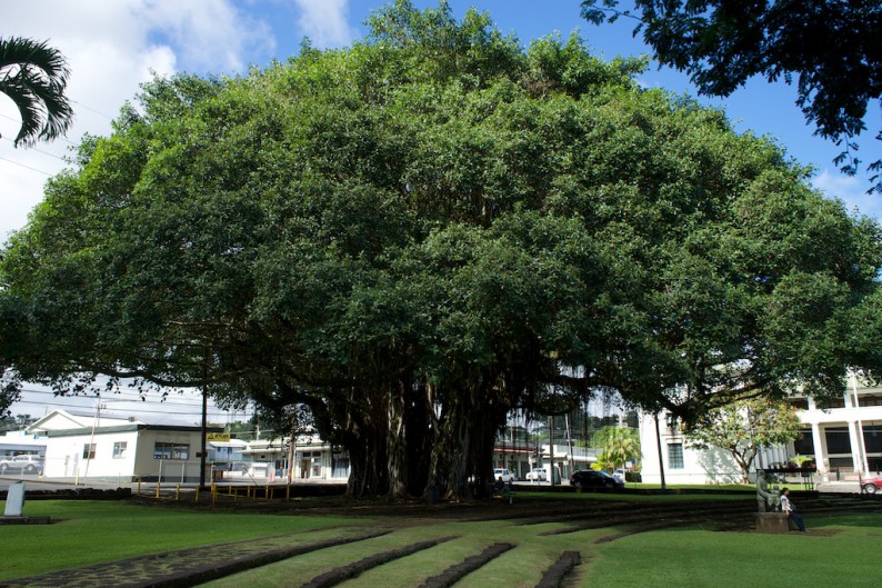 Big Island - Hilo Banyan Baum im Park