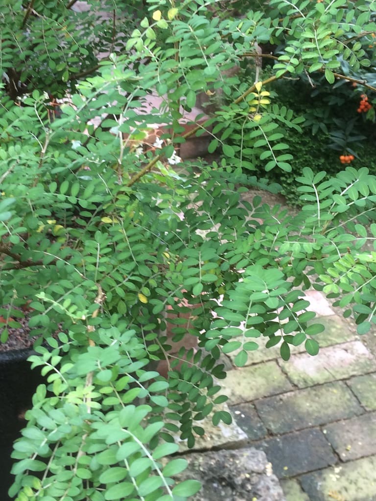 Bot. Garten - Toromiro-Baum von der Osterinsel