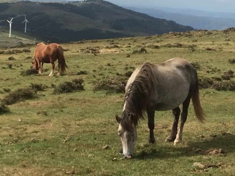 Cabo Ortegal - Wildpferde