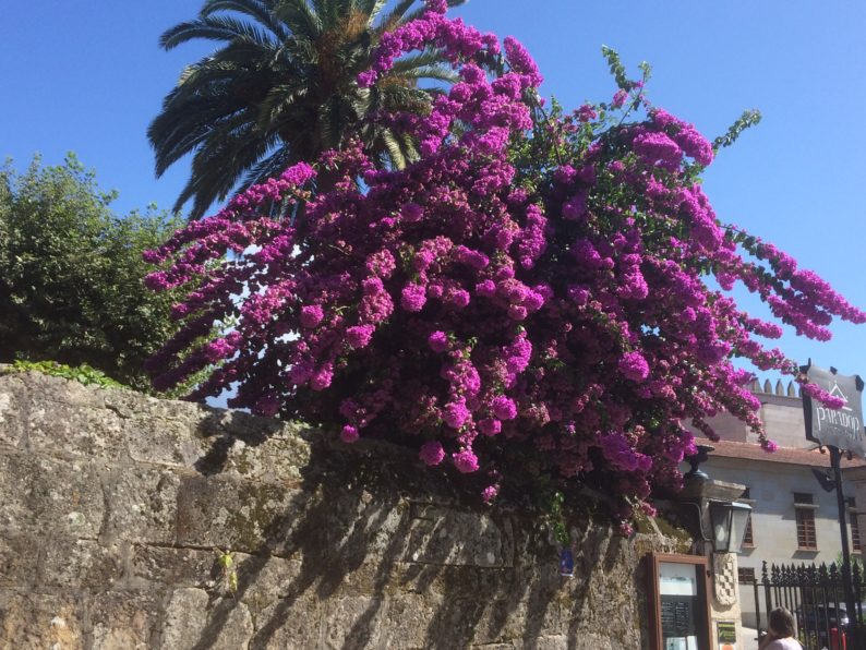 Cambados - Bougainvillea