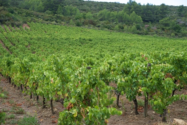 chateau-haut-gleon-weinberge-nach-der-lese