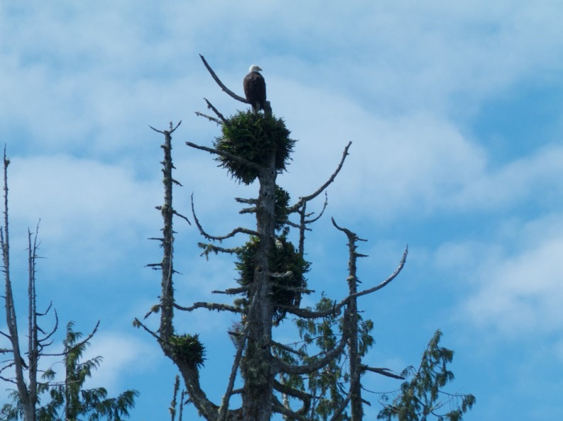 Clayoquot Sound -  Bold Eagle