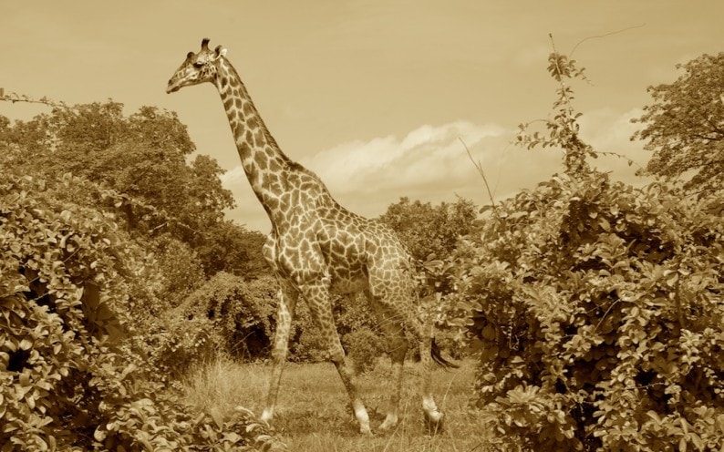 Ruaha Nationalpark 