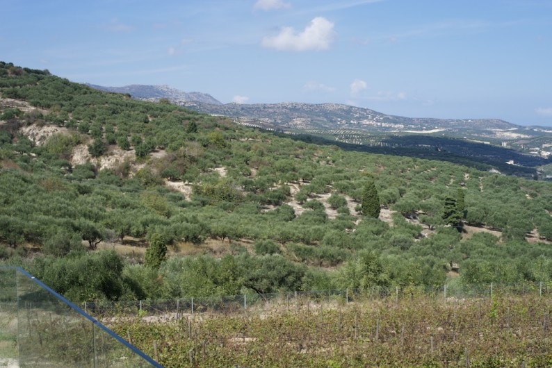 Domaine Paterianakis - Weinberge und Olivenbäume