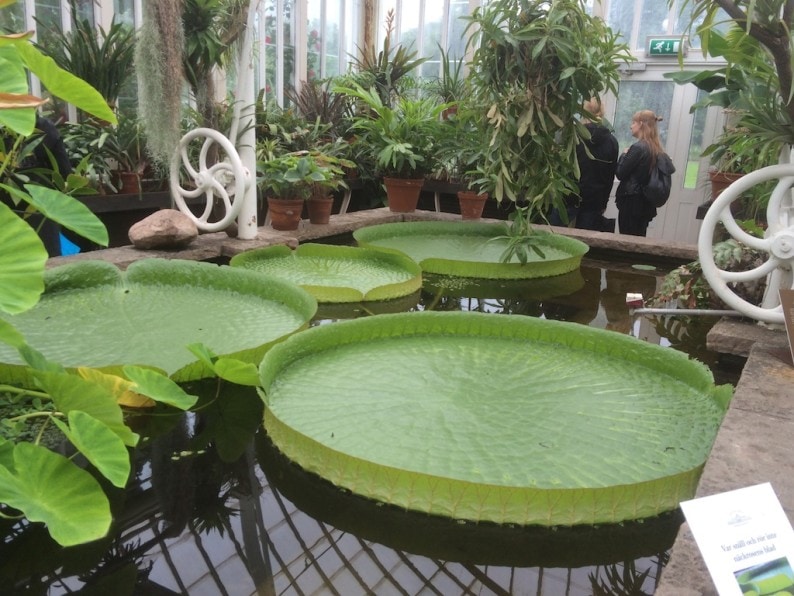 Garden Society Gothenburg - Seerosen im suptropischen Gewächshaus