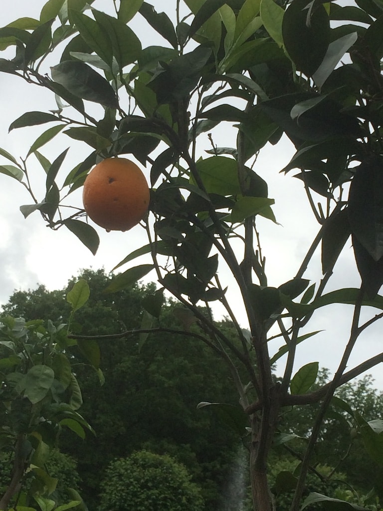 Gunnebo - eine Orange