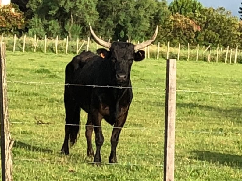 Manade Saint-Louis - Camargue - Stiere