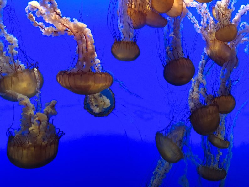 Monterey Bay Aquarium