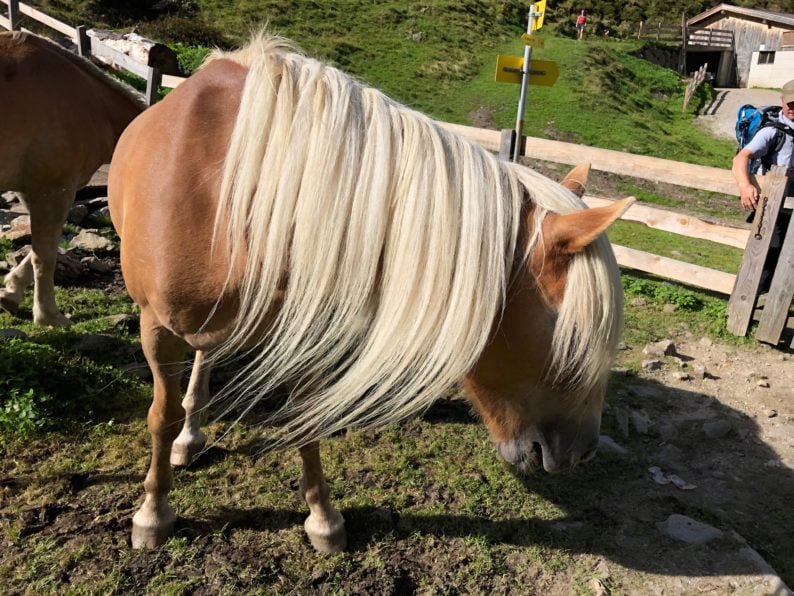 Karalm - ein Haflinger mit Prachtmähne