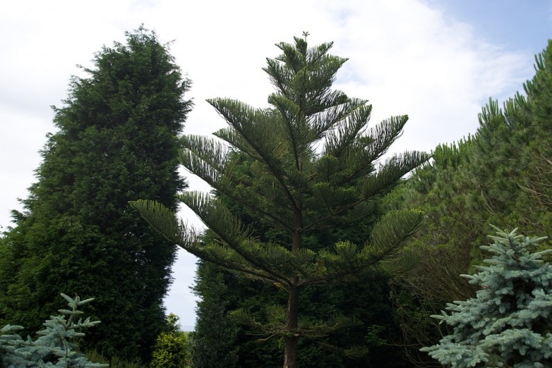 Jardines de Fonte Baixa - Araukarie