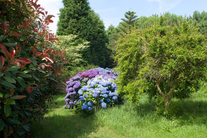 Jardines de Fonte Baixa - Hortensien (1)