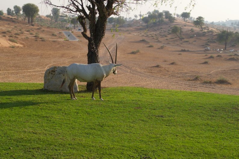 Oryx können in der Wüste leben