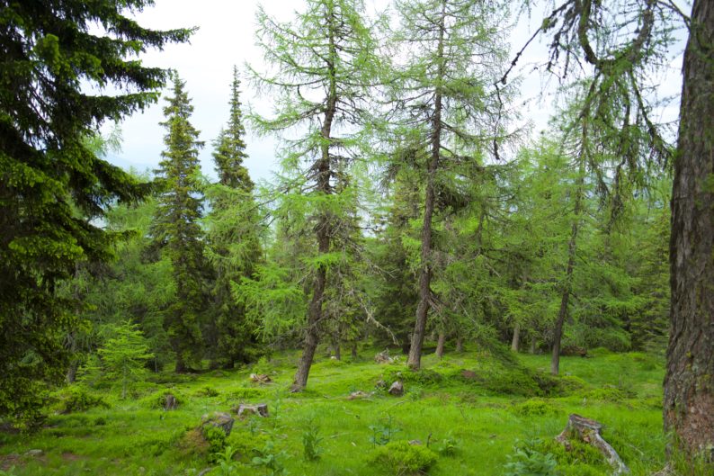 UNESCO Biospärenpark in der Nähe der Branntweineralm