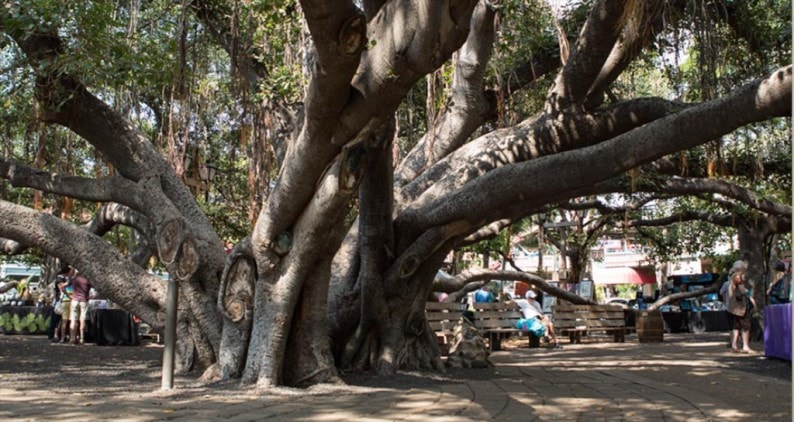 Lahaina- der gewaltige Banyan Tree