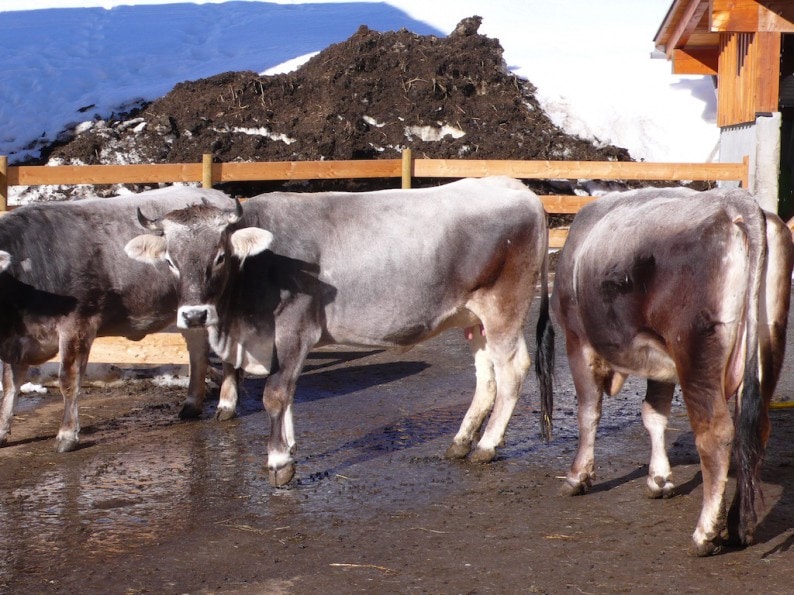 Oberlech - Tiroler Grauvieh