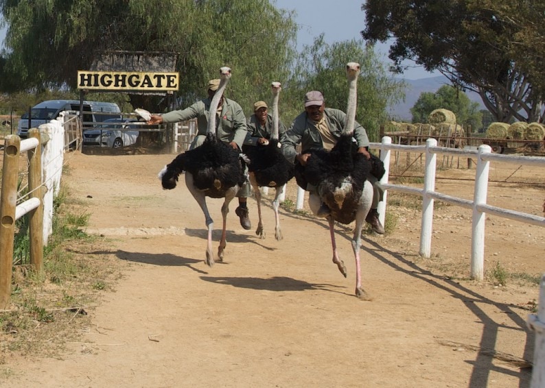 Oudtshoorn - Highgate Farm- Straußenrennen