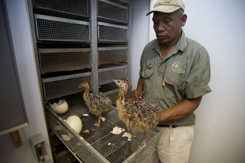 Oudtshoorn - Highgate Farm - vor 2 Stunden geschlüpft