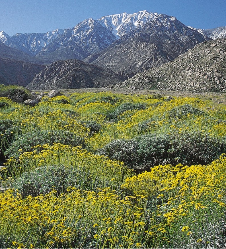 Palm Springs - wenn die Wüste blüht