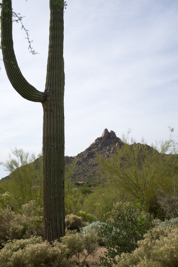 Scottsdale - Saguaro mit Pinnacle Peak