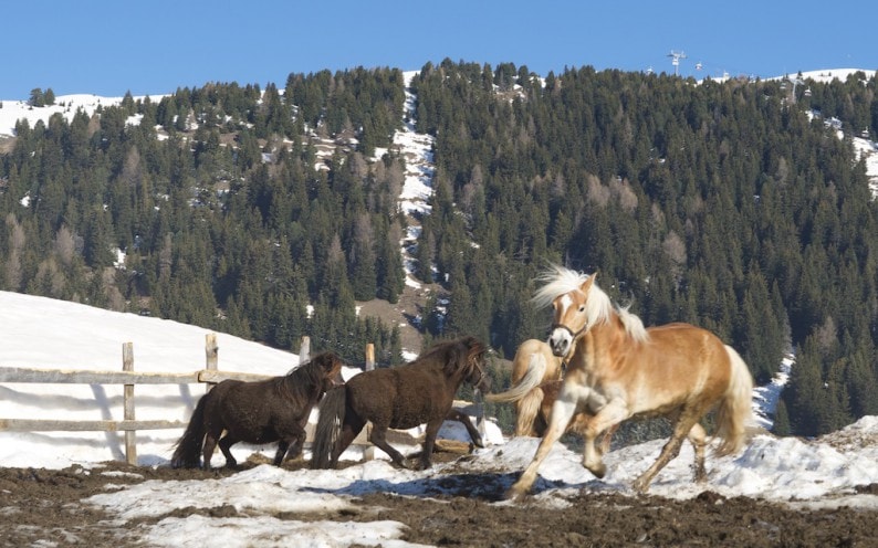 Seiser Alm - Haflinger