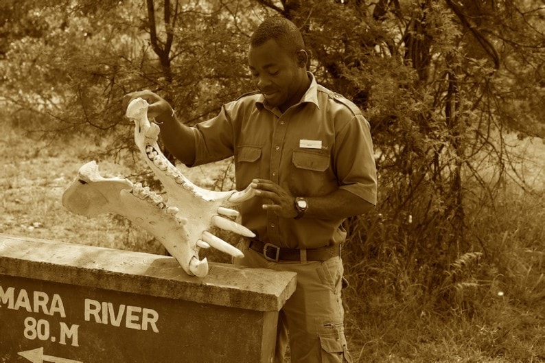 Tanzania - Flughafen Kogatende - Guide Order mit Flußpferd - Unterkiefer