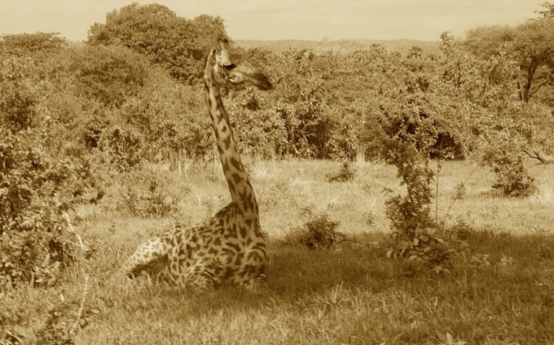 Tanzania - Ruaha NP (2)