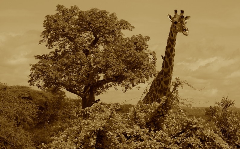 Tanzania - Ruaha NP 