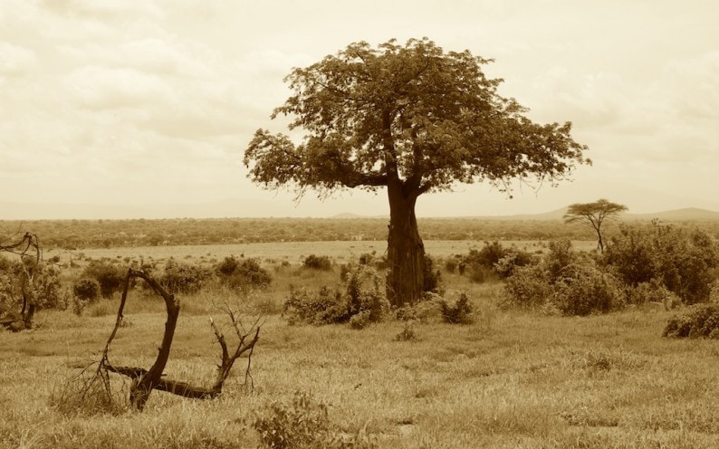 Tanzania - Ruaha NP 