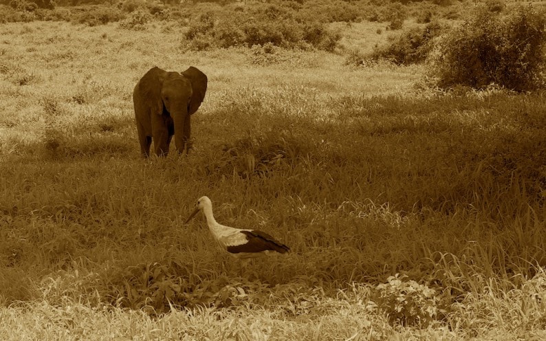 Tanzania - Ruaha NP