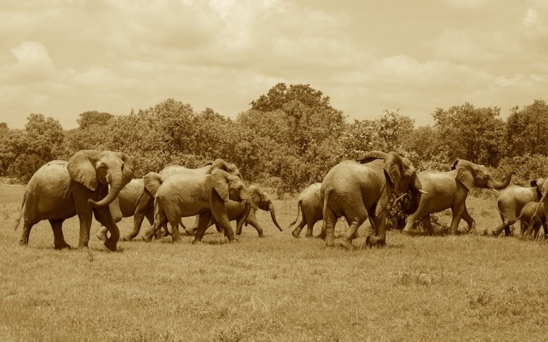 Tanzania - Ruaha NP