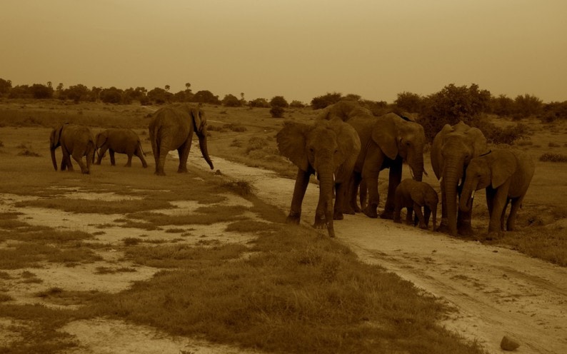 Tanzania - Ruaha NP - Elefanten am Abend