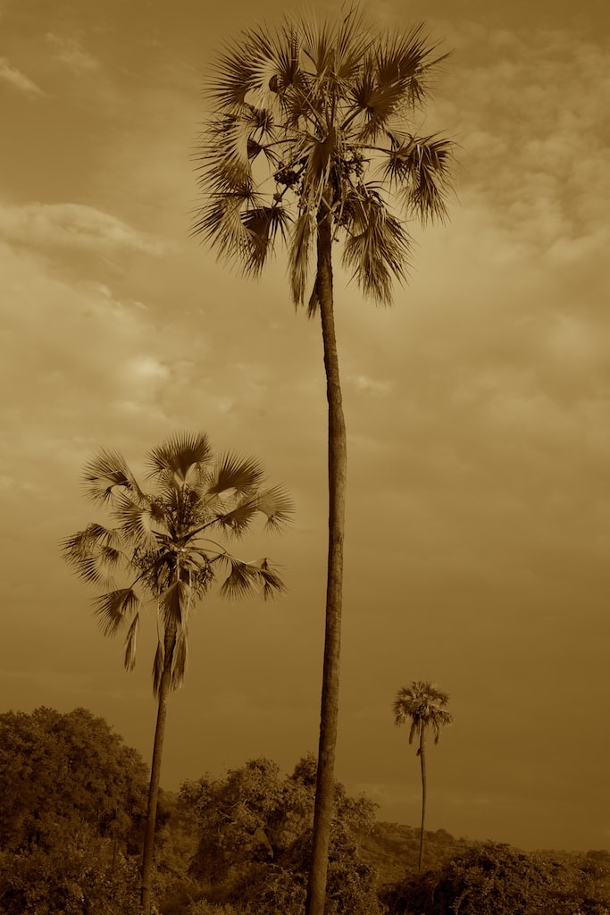 Tanzania - Ruaha NP - Palmen