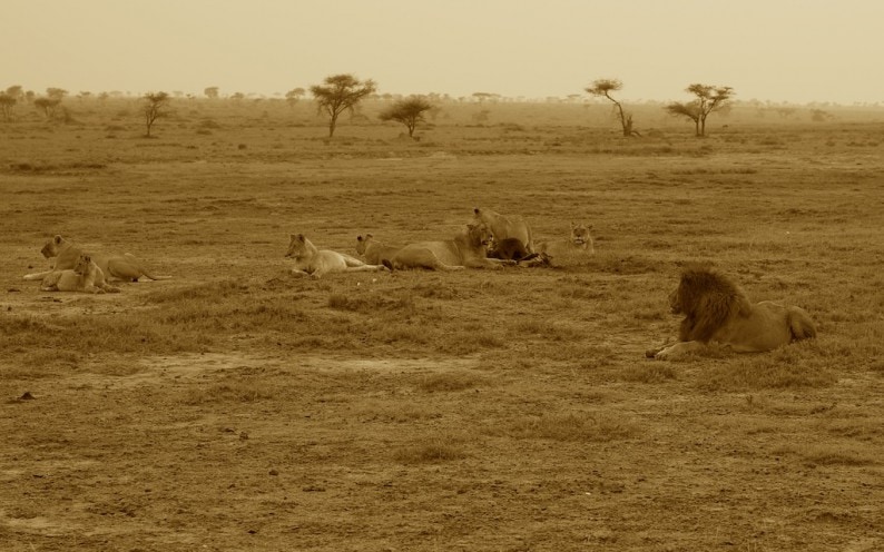 Tanzania - südliche Serengeti - Löwengruppe