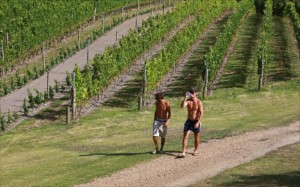 Wie man sieht, kann auf Stonyridge nicht nur Weine verkosten, sondern auch joggen. 